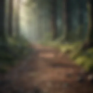 A path through a forest indicating the journey of mentorship.